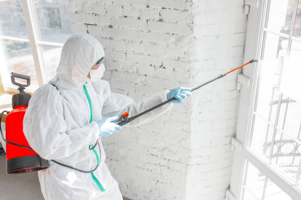 Best Mold Damage Restoration  in Chula Vista, TX